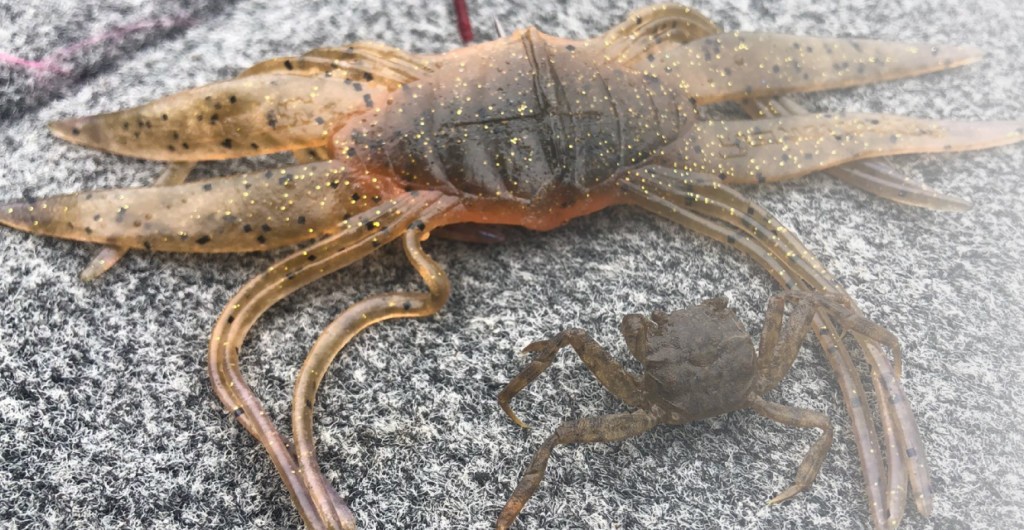 ドリフトクラブ マーモ加木屋 守プロデュースの甲殻類系newワームを詳しく紹介