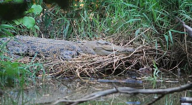 Merokok di Tepi Sungai, Tulus Tewas Diterkam Buaya