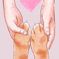 ฐานข้อมูลอัจฉริยะหมาและแมว