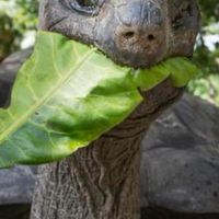 龜阿桃 陸龜🐢