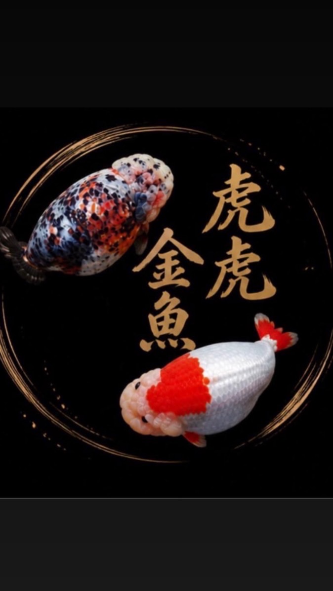虎虎金魚🐳