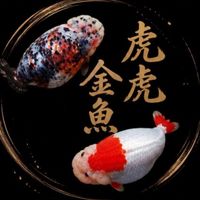 虎虎金魚🐳