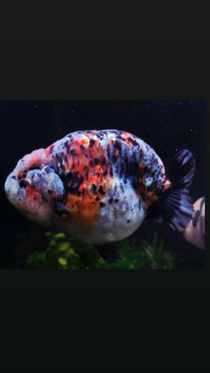 虎虎金魚🐳