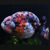 虎虎金魚🐳
