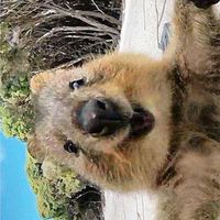 2026澳洲打工度假🦘