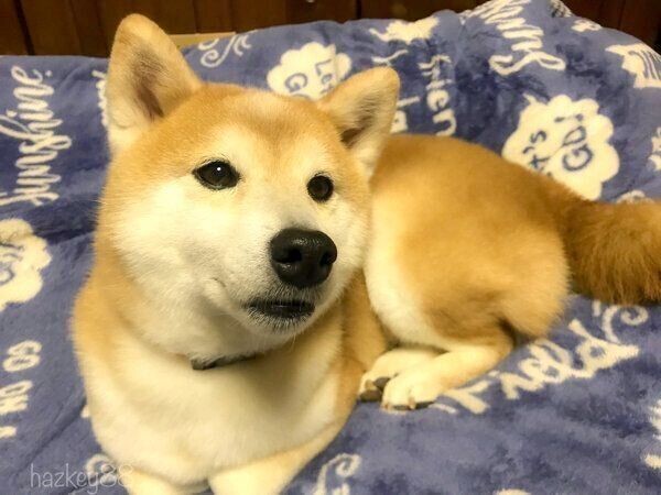 犬も気持ちいい 日向ぼっこ 健康のためにも重要だった