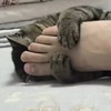 絲の誘惑-動物亂城市