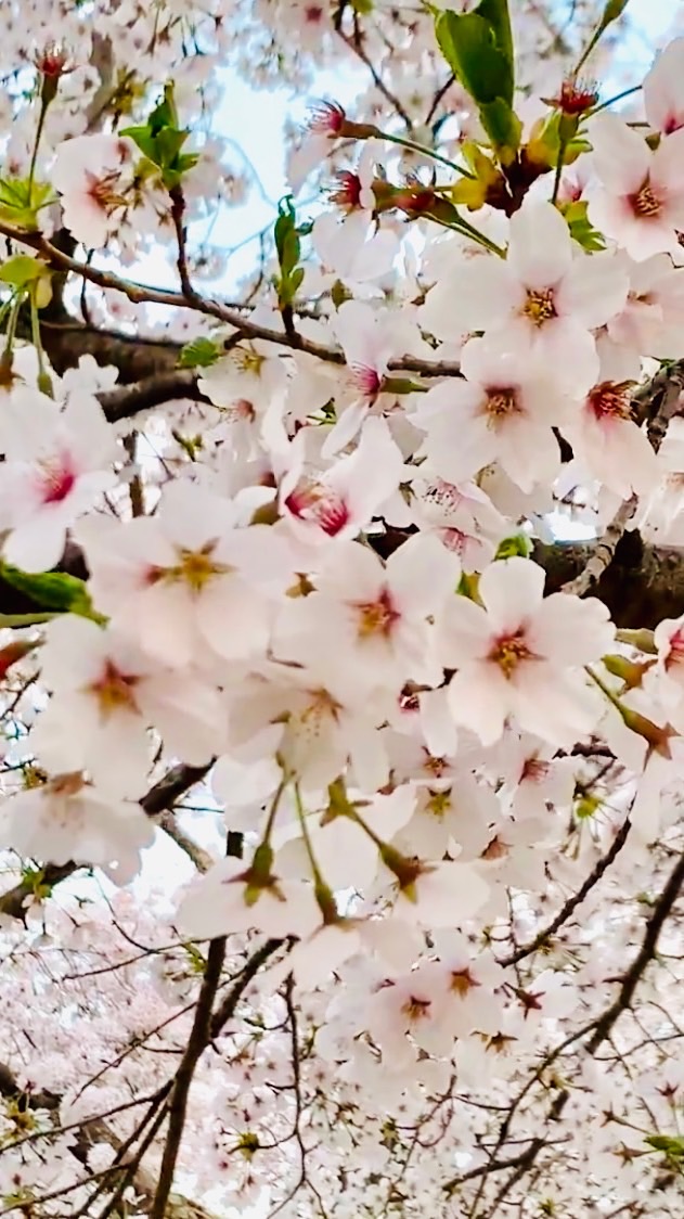 とみおかを楽しむ🌸だれでも参加🆗