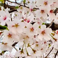 双葉郡富岡町を楽しむ🌸だれでも参加🆗
