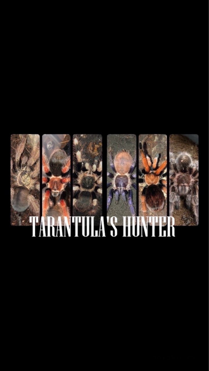 TARANTULA’S HUNTER