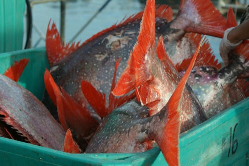 マグロにそっくり アカマンボウ の正体とは