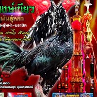 ภูมิภัทร. ไก่ชน
