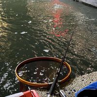 汐止、南港、內湖、松山、基隆-泰國蝦買賣蝦社群