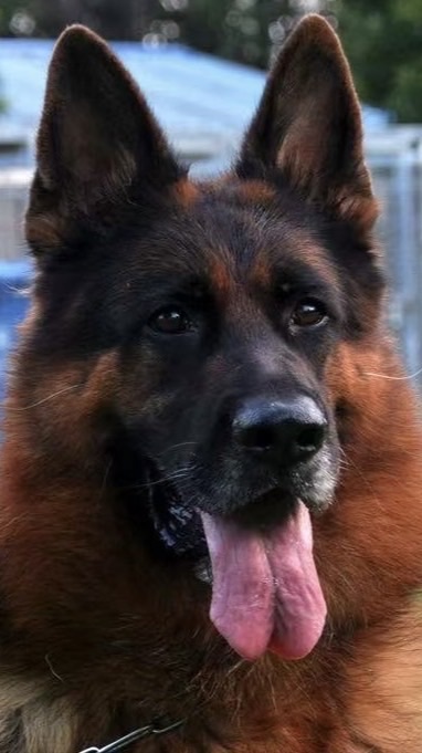 彩虹犬舍（池有山寵物學苑）