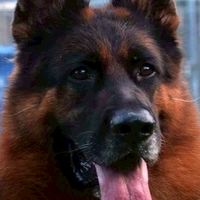 彩虹犬舍（池有山寵物學苑）