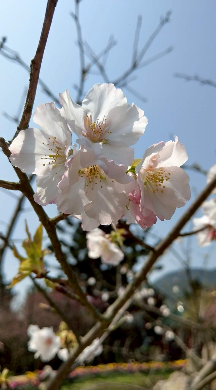 小橋流水人家