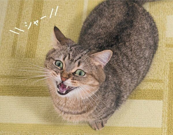 専門家が出題する猫の ハイレベルテスト 10問 ねこのきもちnews