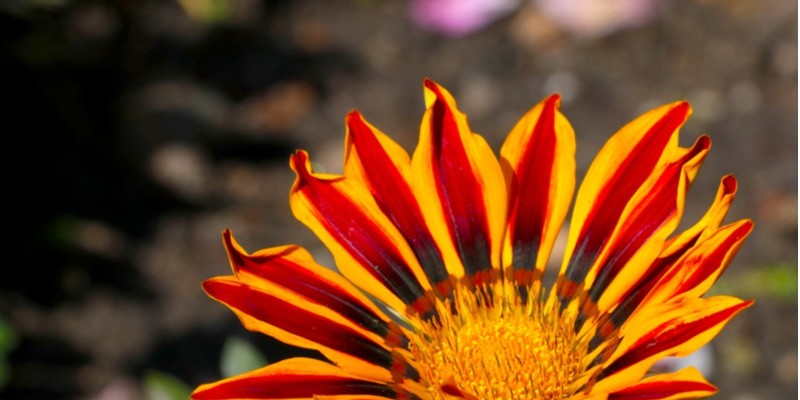 ガザニア の意外な花言葉とは ガザニア の特徴などと一緒に紹介 Oggi