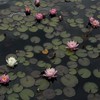 กดงาน by lotus 🪷