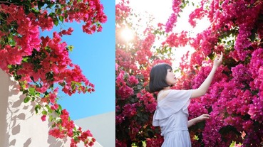 全台「九重葛」絕美秘境！6個賞花景點整理小希臘花牆、粉色漸層花海，IG美照都在這拍！