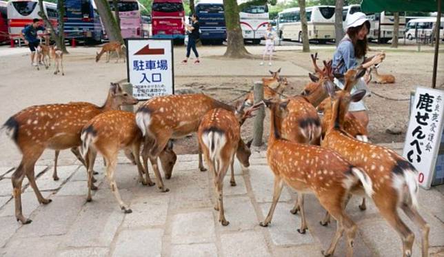 肺炎沒人要去日本 奈良鹿餓到衝撞旅客台人反揭真相