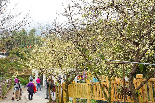2022草坪頭櫻花季