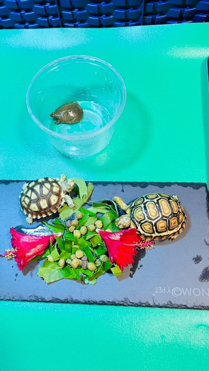 记录肯亞豹龟&苏卡达龟