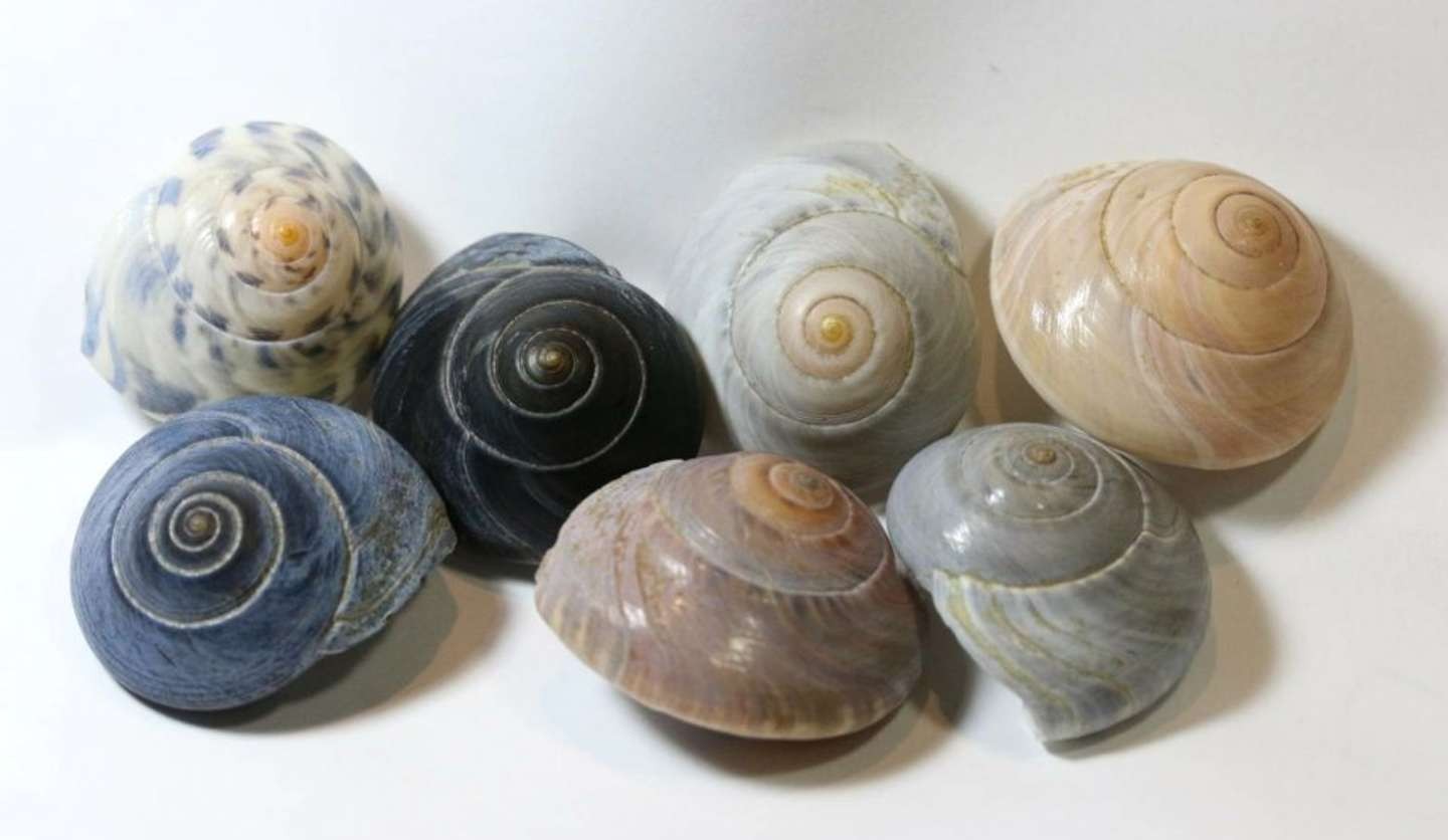 伊豆の海で拾った大きい巻貝