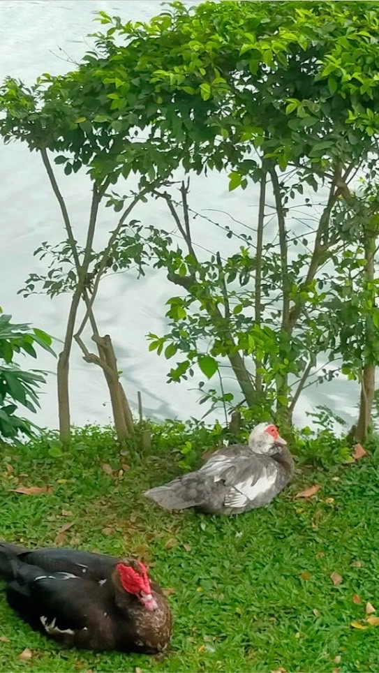 飄紅天下