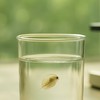 水蚤|米蚤|各類活餌|鬥魚|飼養交流討論