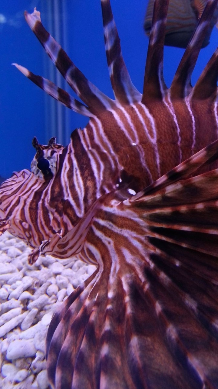 水族福利社