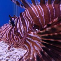 水族福利社