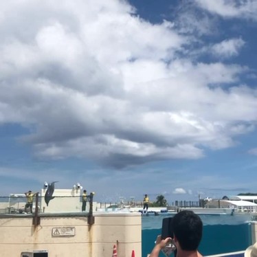 アリスさんが投稿した石川水族館 / アクアリウムのお店沖縄美ら海水族館/おきなわちゅらうみすいぞくかんの写真