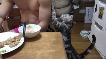 貓奴必看：貓貓的十個求摸摸必殺技