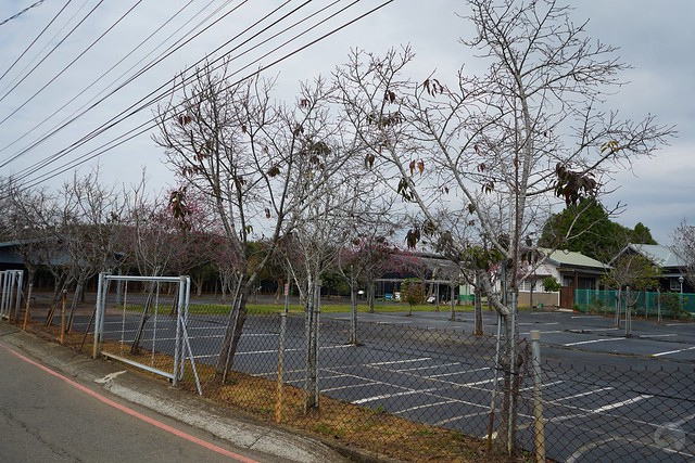 2023新社賞櫻景點