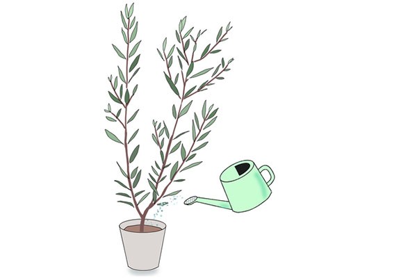 花屋が教える ベランダでオリーブの木を育てるときのポイント ハルメク