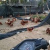 ชมรมเลี้ยงไก่ไข่แห่งประเทศไทย
