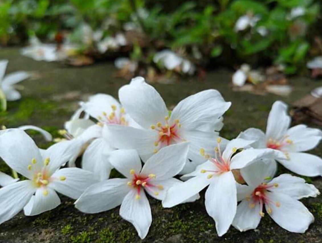 圖片來源/獅山古道-LINE熱點用戶