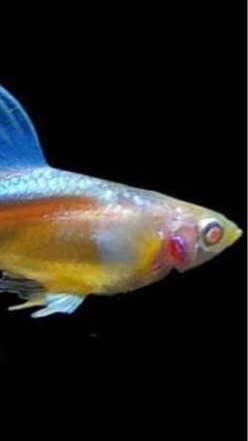 孔雀魚轉角遇到有緣人