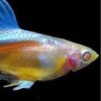 孔雀魚轉角遇到有緣人
