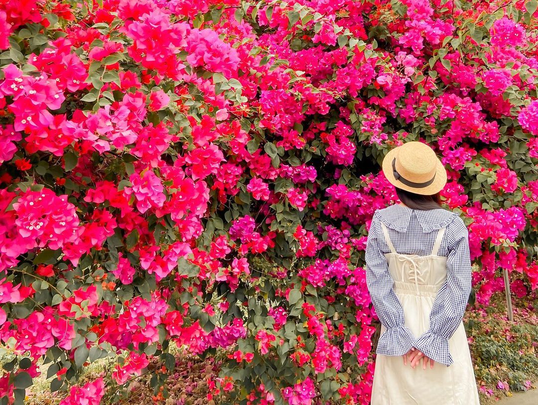 全台賞九重葛花景點推薦｜追尋九重葛花，來趟賞花住宿之旅