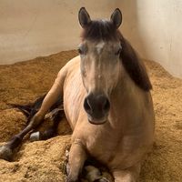 🐴 Horsey Frns 🐎