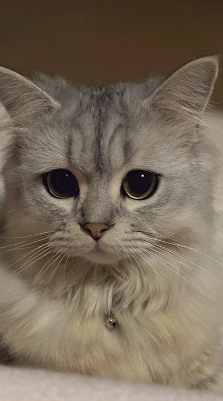 猫好き集まれ