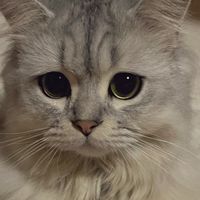 猫好き集まれ