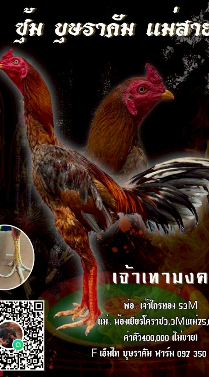[ซุ้ม บุษราคัม แม่สาย 2] แบ่งไก่Vip ไก่คัดผ่าน100%