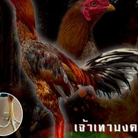 [ซุ้ม บุษราคัม แม่สาย 2] แบ่งไก่Vip ไก่คัดผ่าน100%