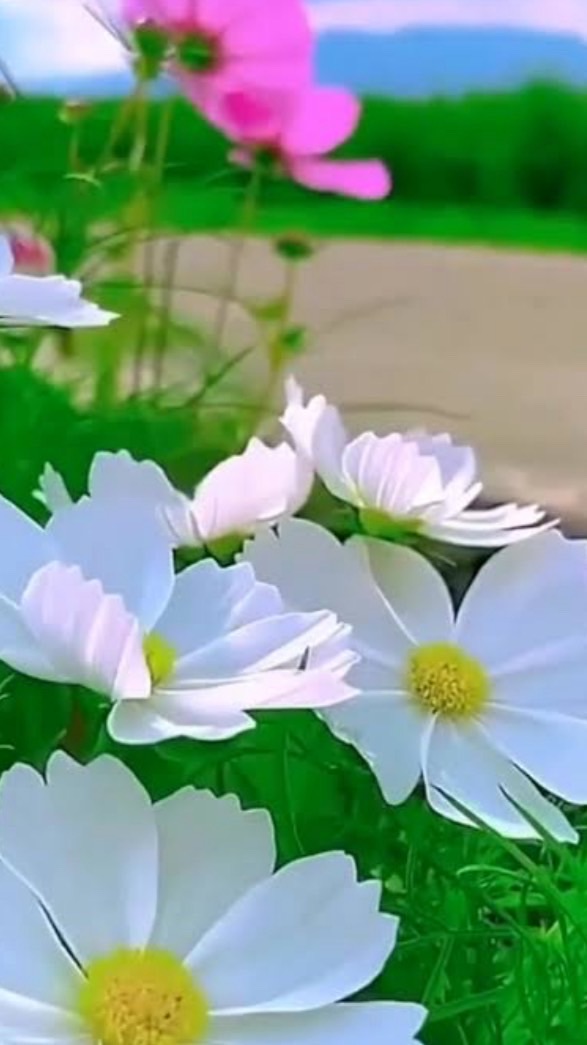 หอพักBetter