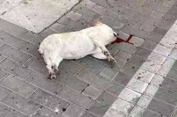 Takut Virus Corona Warga China Lempar Anjing Dan Kucing Dari