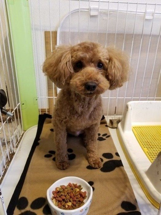 獣医師解説 犬がドッグフードを食べない理由と自宅でできる工夫とは いぬのきもちnews