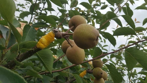 [苗栗]採果體驗-荳媽媽休閒果園(梨子、番茄)